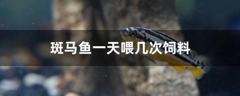 斑馬魚一天喂幾次飼料 金龍福龍魚