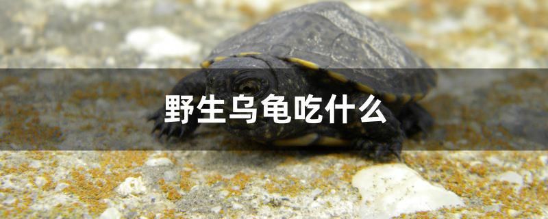 野生烏龜吃什么 龍魚(yú)芯片掃碼器