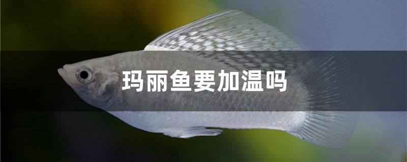 瑪麗魚要加溫嗎 廣州龍魚批發(fā)市場