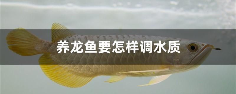 養(yǎng)龍魚(yú)要怎樣調(diào)水質(zhì)