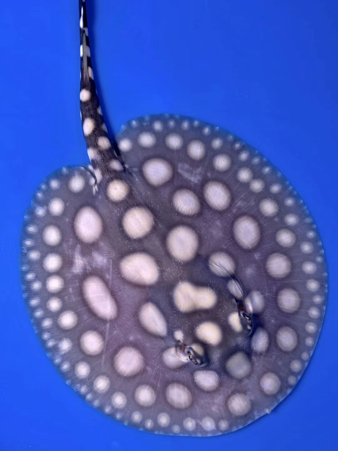 杭州觀賞魚水族館地址電話多少（杭州哪個水族館最好）