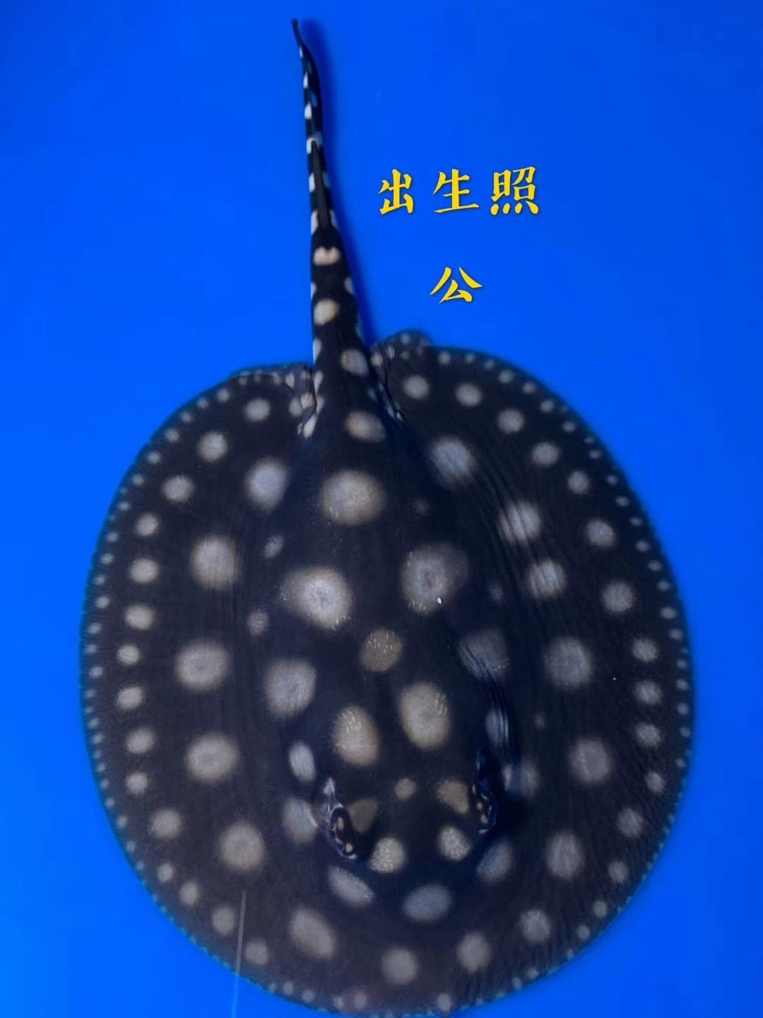 水泊魟魚初耀級(jí)，無論從主點(diǎn)、蕾絲點(diǎn)的擴(kuò)大，點(diǎn)的白度變化，還是噴點(diǎn)的潛力，都是一條潛力十足的單公