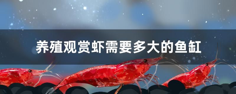 養(yǎng)殖觀賞蝦需要多大的魚缸