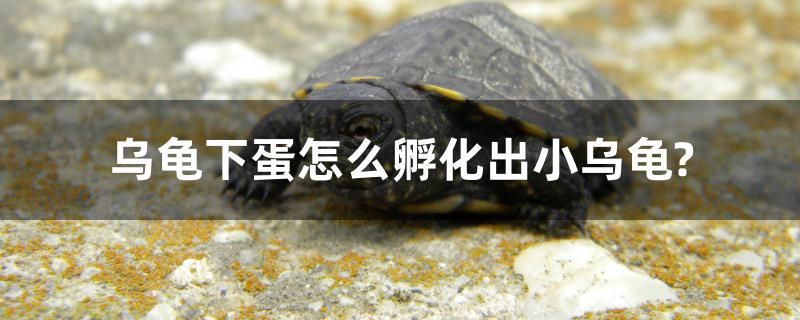 烏龜下蛋怎么孵化出小烏龜？ 養(yǎng)魚的好處