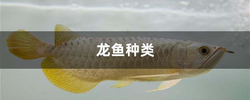 魚缸能開孔嗎視頻教學(xué)（魚缸可以打開蓋子嗎） 小型觀賞魚