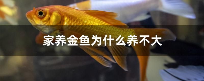 家養(yǎng)金魚為什么養(yǎng)不大 藍(lán)底過(guò)背金龍魚