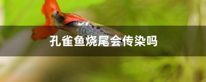 孔雀魚燒尾會傳染嗎