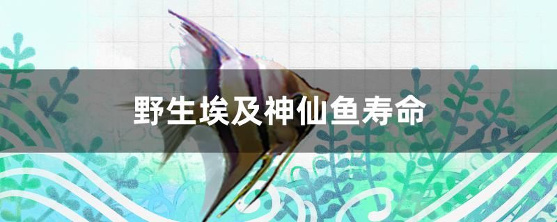 野生埃及神仙魚壽命 噴點(diǎn)菠蘿魚