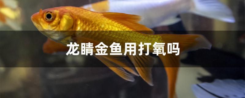 龍睛金魚(yú)用打氧嗎