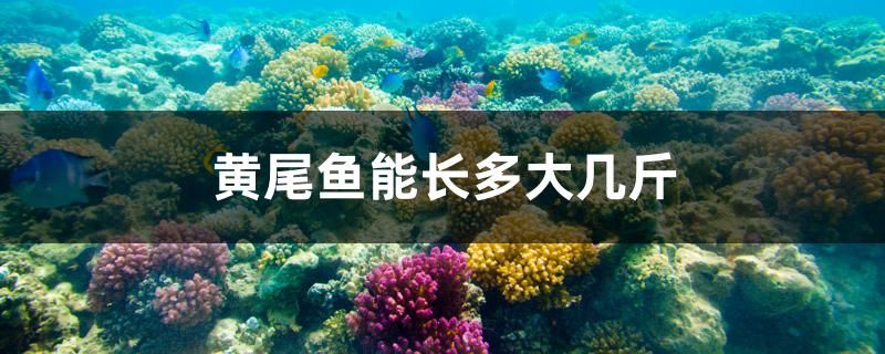 黃尾魚能長多大幾斤