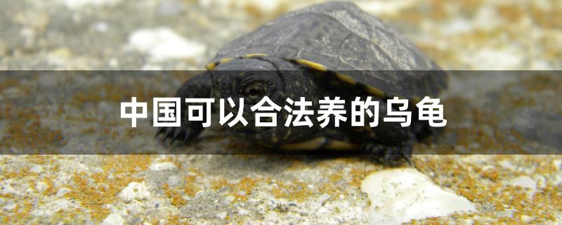 中國(guó)可以合法養(yǎng)的烏龜有哪些 觀賞龜/鱉飼料