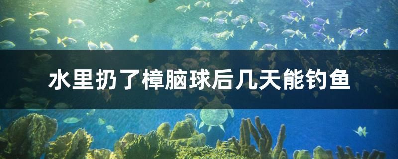 水里扔了樟腦球后幾天能釣魚 魚缸等水族設備