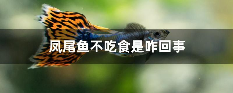 鳳尾魚不吃食是咋回事 iwish愛唯希品牌魚缸