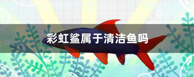 彩虹鯊屬于清潔魚嗎 廣州水族器材濾材批發(fā)市場