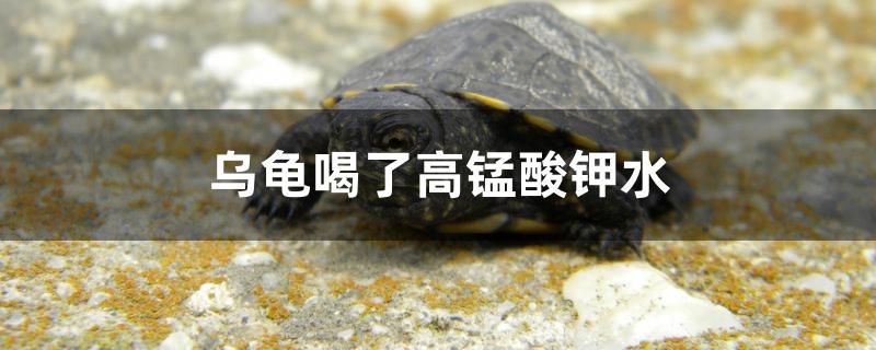 紹興魚缸廠家電話地址及電話大全 紹興魚缸廠家電話地址及電話大全查詢 黃金達(dá)摩魚 第1張