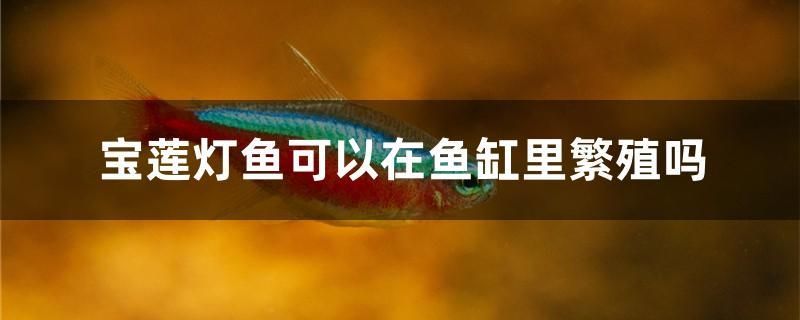 寶蓮燈魚可以在魚缸里繁殖嗎