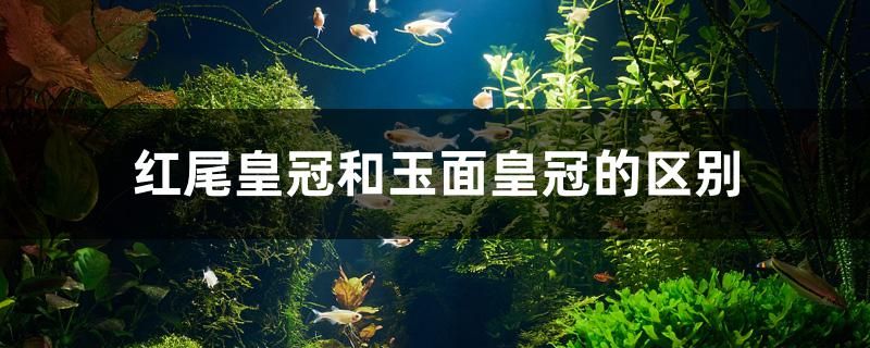 紅尾皇冠和玉面皇冠的區(qū)別 綠皮皇冠豹魚