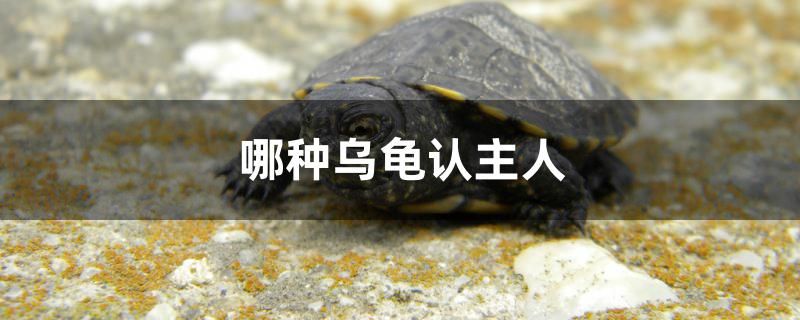 哪種烏龜認(rèn)主人