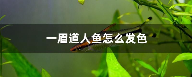 一眉道人魚怎么發(fā)色 彩鰈魚缸（彩蝶魚缸）