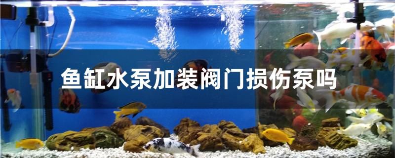 魚(yú)缸水泵加裝閥門(mén)損傷泵嗎 黃金眼鏡蛇雷龍魚(yú)