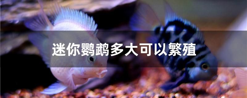 迷你鸚鵡多大可以繁殖 斑馬鴨嘴魚(yú)苗