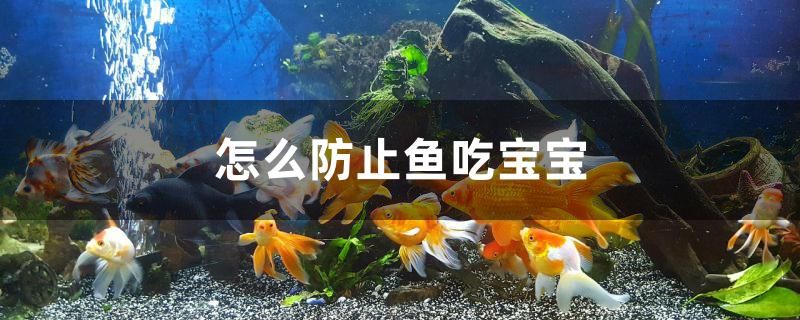 怎么防止魚吃寶寶