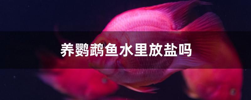 養(yǎng)鸚鵡魚水里放鹽嗎 斯維尼關(guān)刀魚