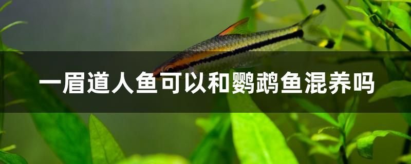 一眉道人魚可以和鸚鵡魚混養(yǎng)嗎