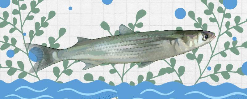 鯔魚(yú)是什么魚(yú)是烏頭魚(yú)嗎