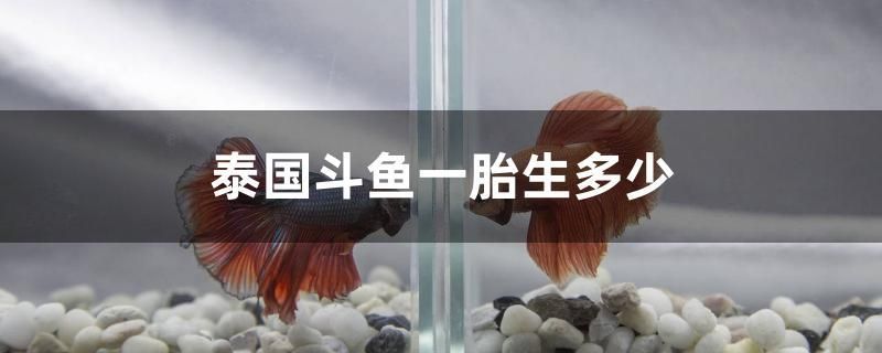 泰國(guó)斗魚一胎生多少 野彩魚