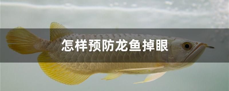 怎樣預(yù)防龍魚掉眼 泰國虎魚（泰虎）