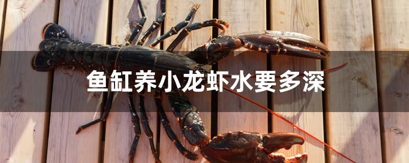 魚(yú)缸養(yǎng)小龍蝦水要多深 黃金招財(cái)貓魚(yú)