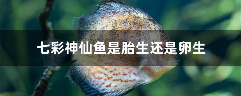 七彩神仙魚是胎生還是卵生 大白鯊魚苗