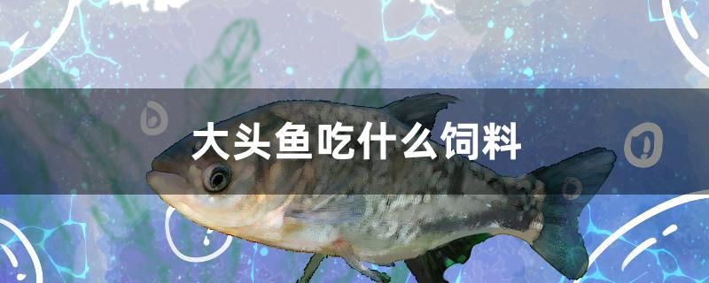 大頭魚吃什么飼料 羅漢魚批發(fā)