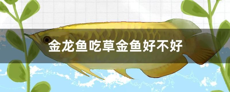 金龍魚(yú)吃草金魚(yú)好不好 玫瑰銀版魚(yú)