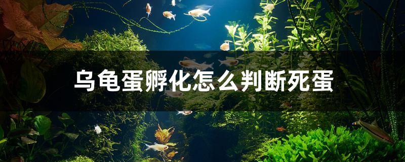 舊魚(yú)缸翻新重新打膠多少錢(qián)一個(gè)小時(shí)（用玻璃膠粘的魚(yú)缸幾天能用） 斑馬鴨嘴魚(yú)苗 第1張