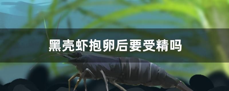 黑殼蝦抱卵后要受精嗎 水族展會(huì)