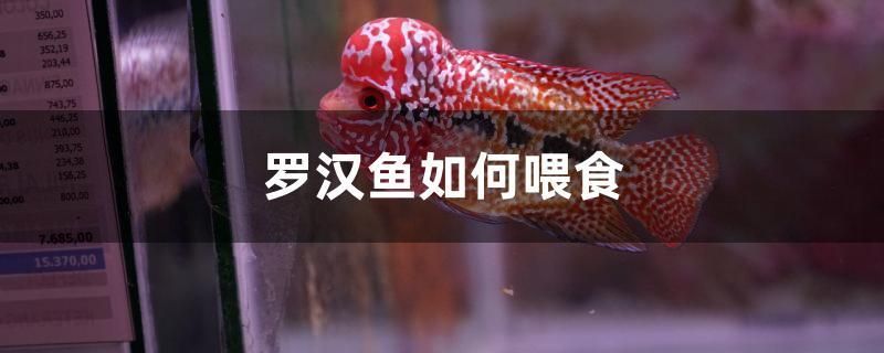 羅漢魚(yú)如何喂食 魚(yú)缸水質(zhì)穩(wěn)定劑