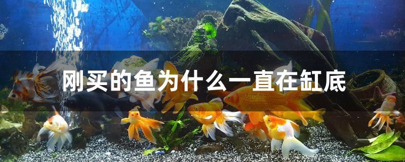 肥料簡筆畫 肥料簡筆畫簡筆畫 短身紅龍魚