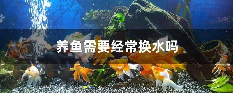 養(yǎng)魚需要經(jīng)常換水嗎 白化巴西龜（白巴）