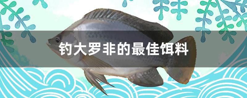 釣大羅非的最佳餌料