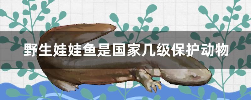 野生娃娃魚是國家?guī)准壉Ｗo(hù)動物 水族主題相關(guān)