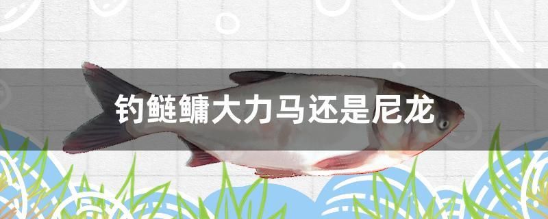 釣鰱鳙大力馬還是尼龍 全國水族館企業(yè)名錄