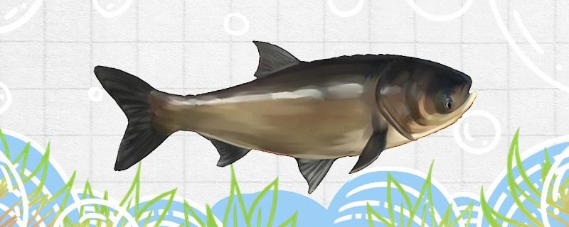 大頭魚(yú)適合多少度的水溫 玫瑰銀版魚(yú)