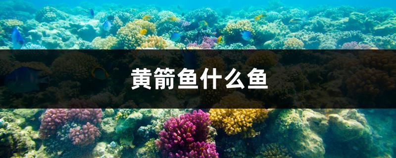 黃箭魚什么魚 金龍魚糧