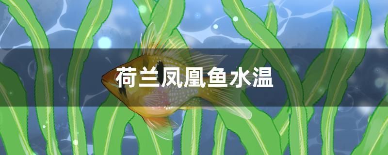 荷蘭鳳凰魚水溫 狗仔招財(cái)貓魚