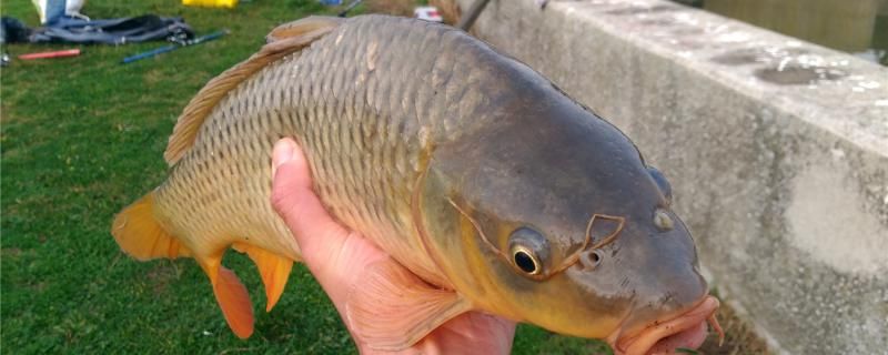 春天釣鯉魚(yú)釣深還是淺釣近還是釣遠(yuǎn)