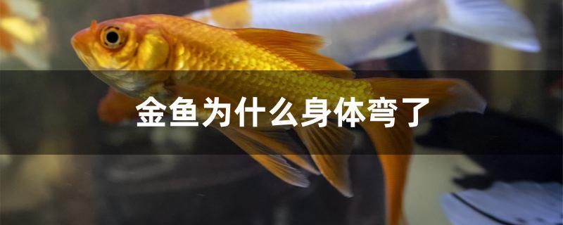 金魚為什么身體彎了 三色錦鯉魚