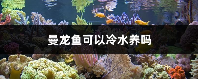 曼龍魚可以冷水養(yǎng)嗎 祥龍水族醫(yī)院