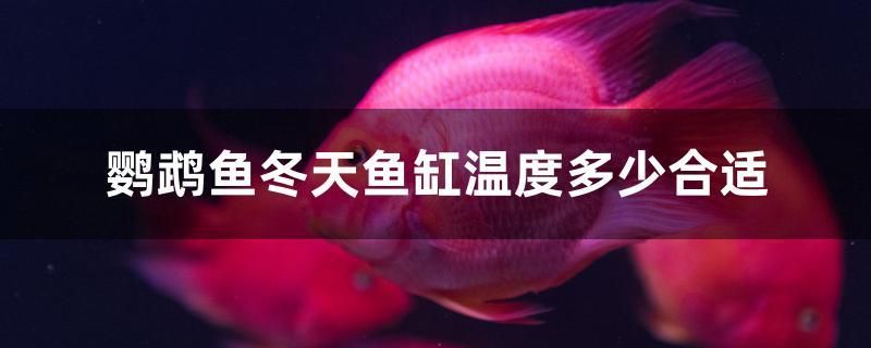 鸚鵡魚冬天魚缸溫度多少合適